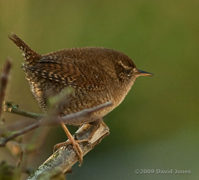 A Wren on the Hawthorn