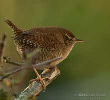 A Wren on the Hawthorn