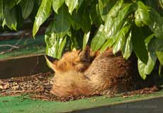 The fox sunbathes during the morning