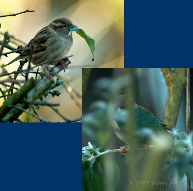 A House Sparrow female collects Buddleia leaves for her nest box