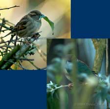 A House Sparrow female collects Buddleia leaves for her nest box