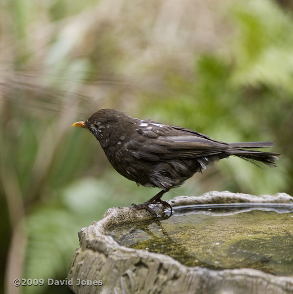 'Scruffy' Blackbird on birdbath