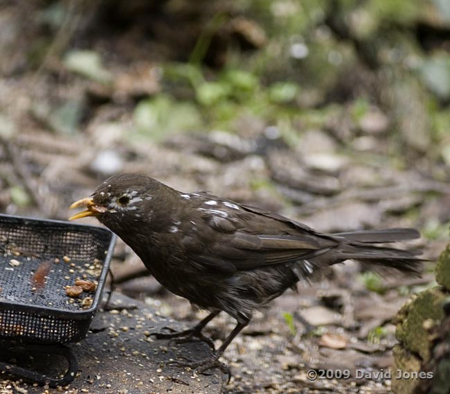 'Scruffy' Blackbird eating raisin