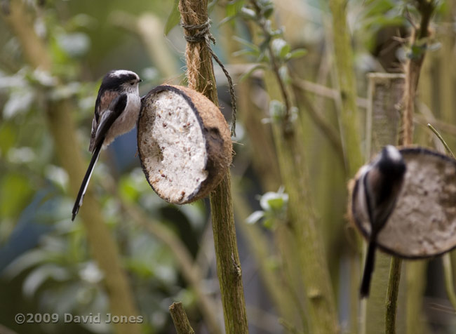 Long-tailed Tits at fat feeder - 1