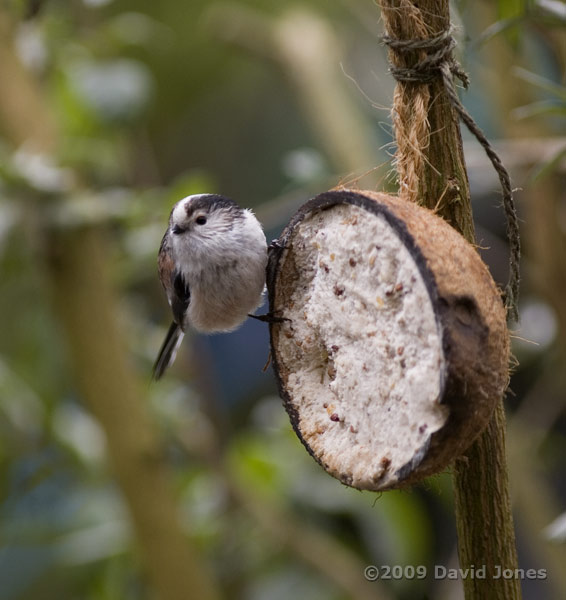 Long-tailed Tits at fat feeder - 3