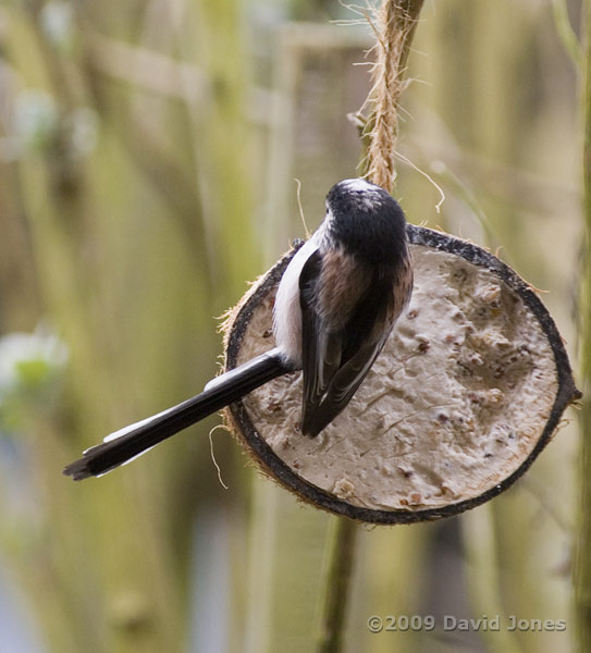 Long-tailed Tits at fat feeder - 2
