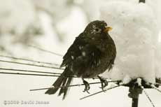 Ragged Blackbird in the snow