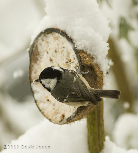 Coal Tit at coconut fat feeder