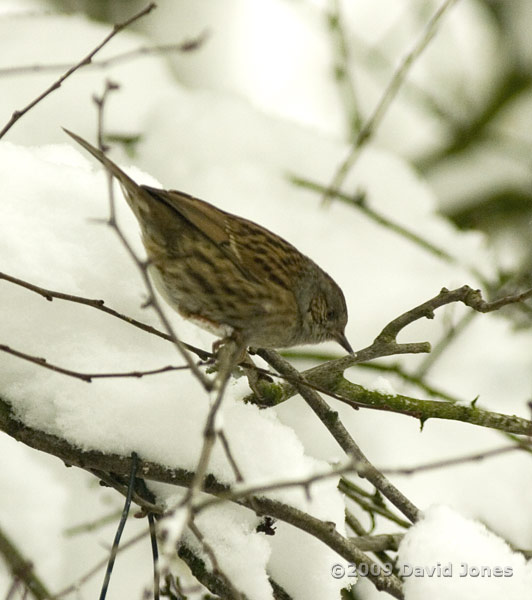 Dunnock hunts amongst the shrubs - 1