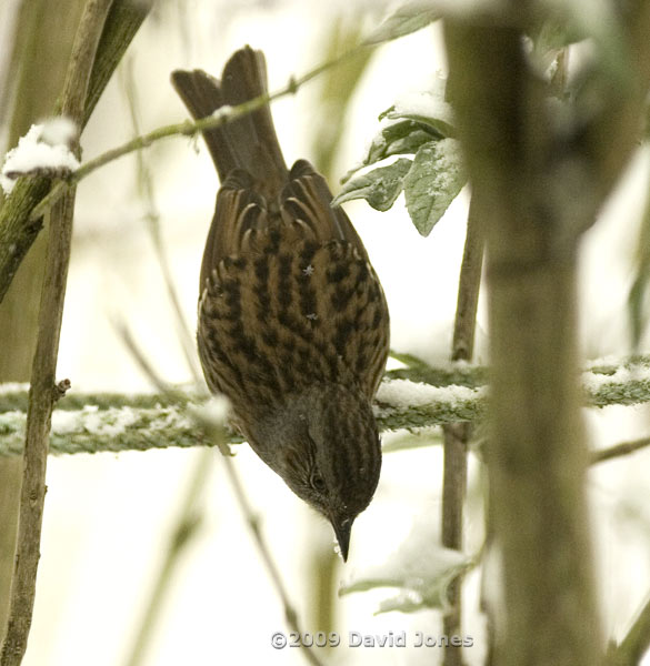 Dunnock hunts amongst the shrubs - 2