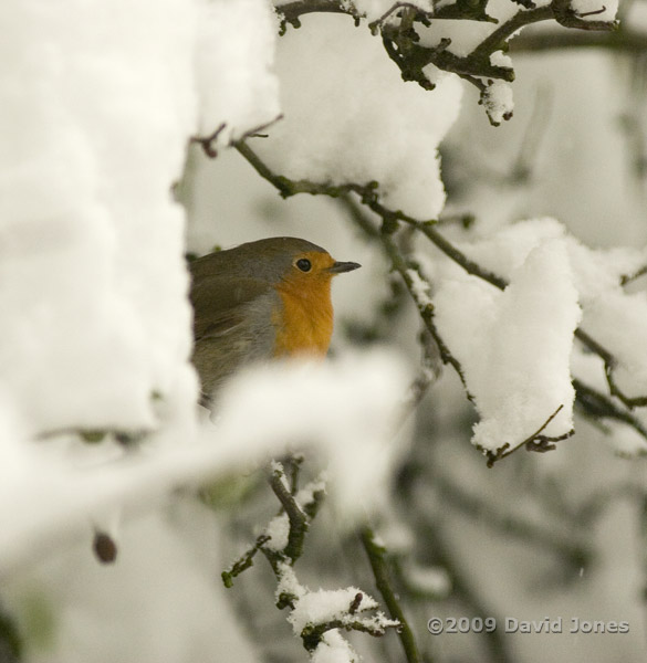 Robin peeps out from Hawthorn