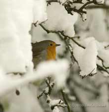 Robin peeps out from Hawthorn