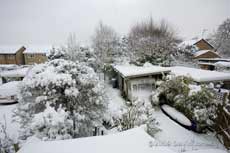 The garden under snow this morning