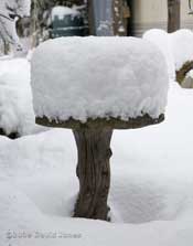 The bird bath under snow this morning