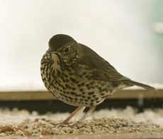 Song Thrush on the bird table