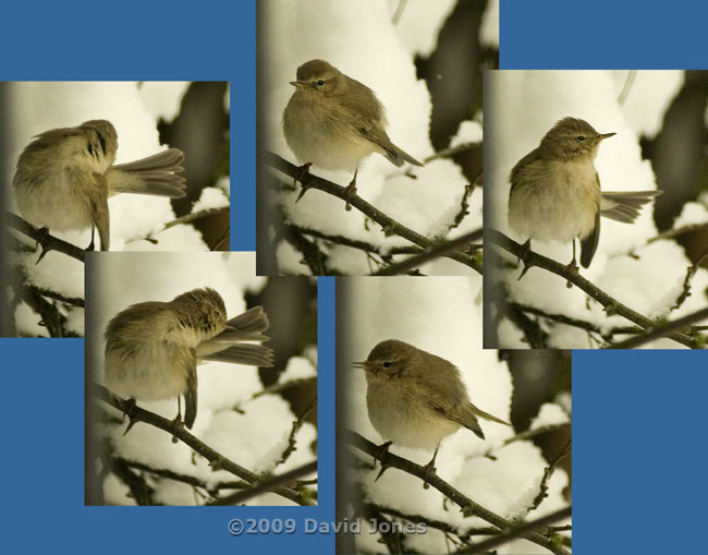 Warbler preening