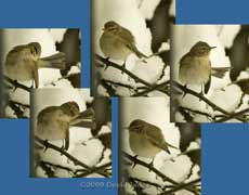 Preening Warbler