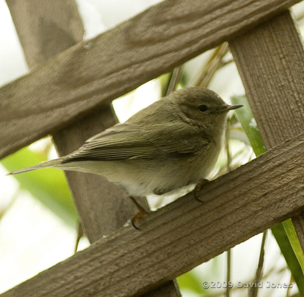 Warbler on lattice panel