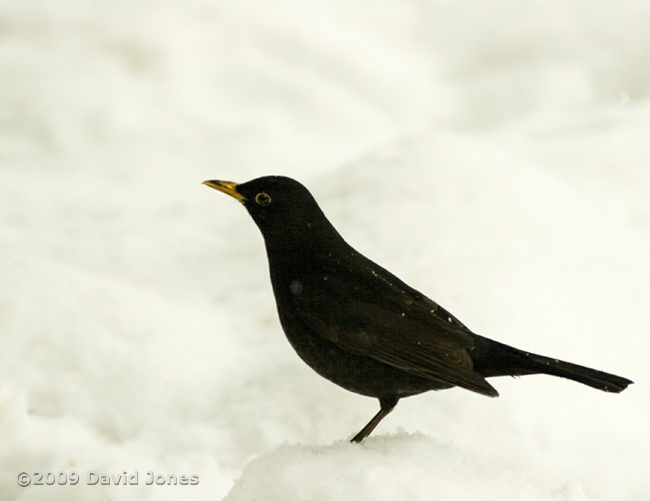 Male Blackbird in the snow