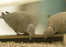 Collared Doves on bird table