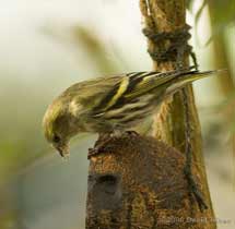 Female Siskin at coconut fat feeder