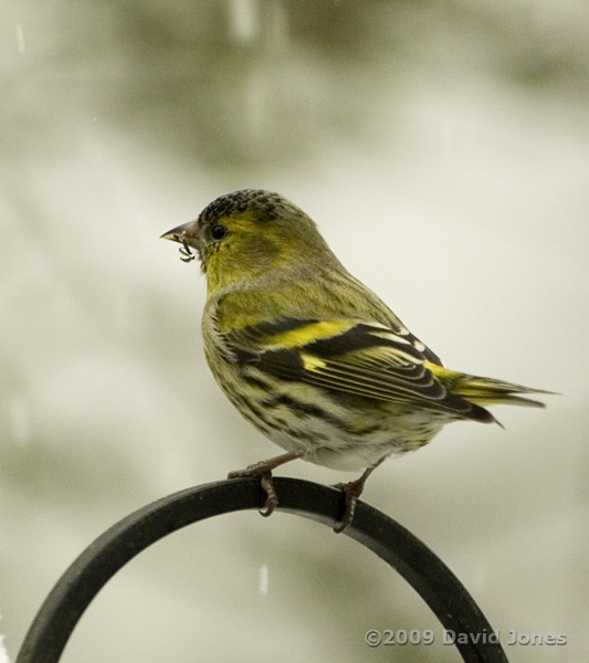 Male Siskin