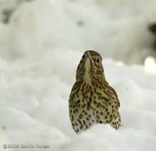 Song Thrush in snow