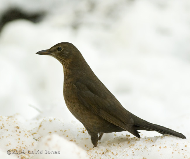 Female Blackbird in the snow - 1