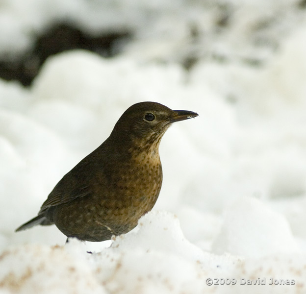 Female Blackbird in the snow - 2