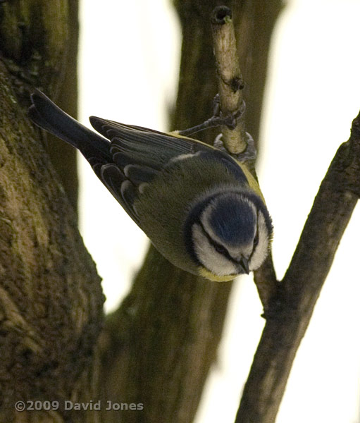 A Blue Tit in the Buddleia