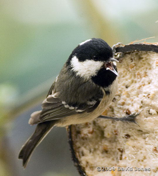 A Coal Tit at the coconut fat feeder - 1
