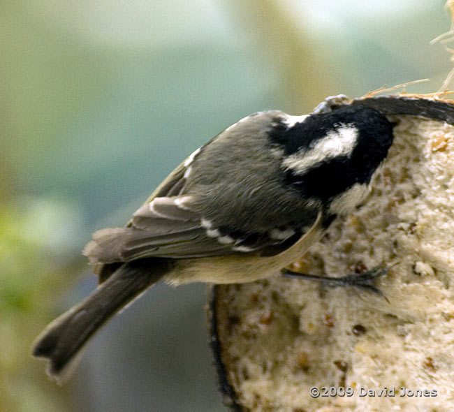 A Coal Tit at the coconut fat feeder, showing white patch on nape of neck