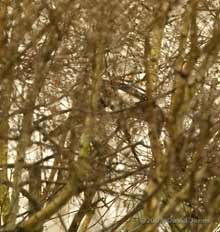 A Magpie pulls twigs from a birch tree