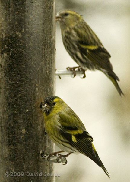 Siskins at feeder (10am)