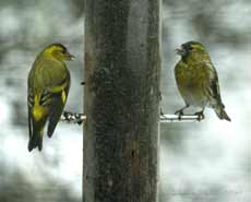 Siskins at feeder (8am)