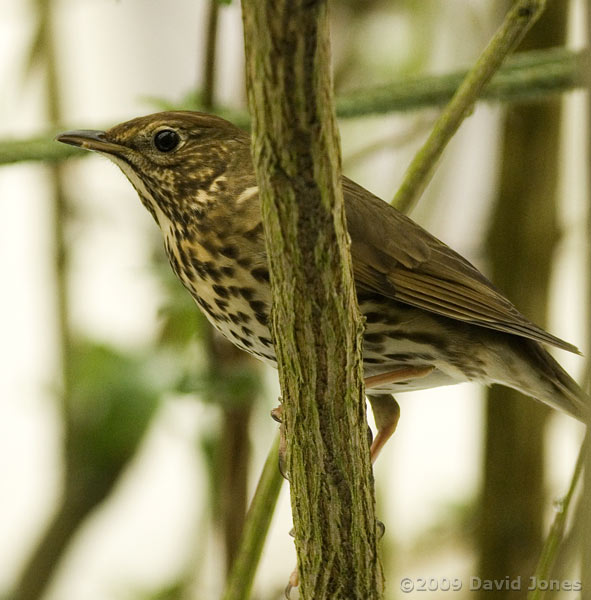 A Song Thrush in the Buddleia