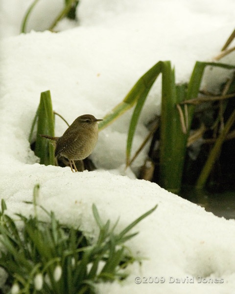 Wren in the snow