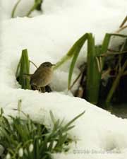 Wren in the snow