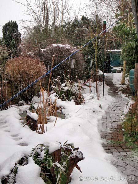 Snow falling at lunchtime - our garden