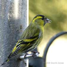 Siskin at Niger seed feeder