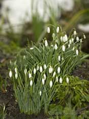 Snowdrops