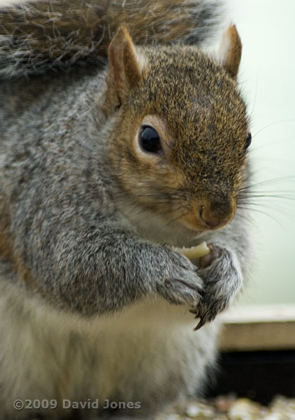 Squirrel on bird table