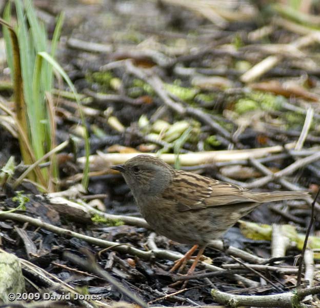 Dunnock hunting under Hawthorn