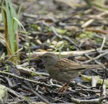 Dunnock hunting under Hawthorn