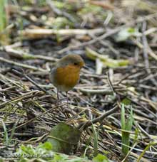 Robin hunting under Hawthorn