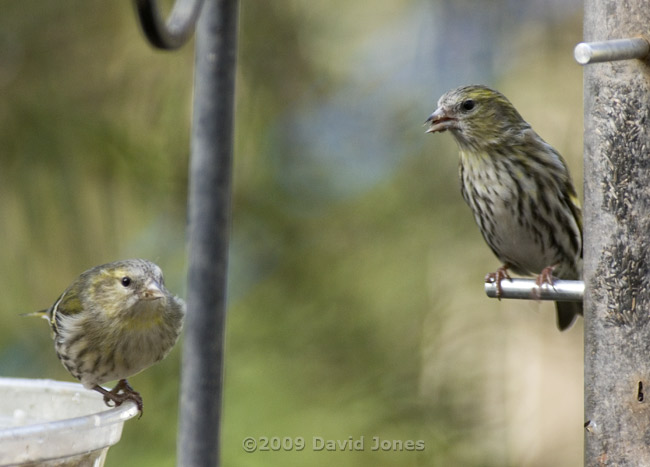 Female (or juvenile?) Siskins at feeders