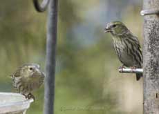 Female (or juvenile?) Siskins at feeders