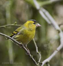 Male Siskin in Hawthorn