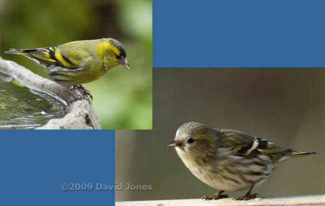 Male and female Siskins compared