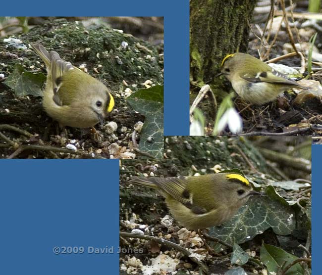 A Goldcrest under the Hawthorn this morning